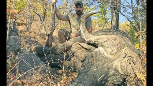 Охота на буйвола в Зимбабве