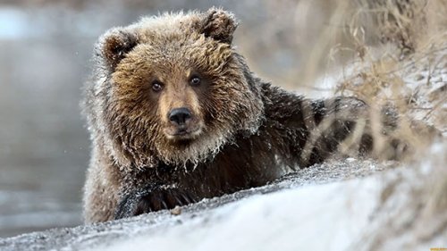 Один из способов защиты от медведя