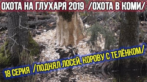 Охота на глухаря 2019 ?? Охота в Коми. 18 серия.