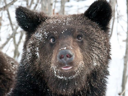 Медведь в Приангарье забрался в дом через окно и загрыз хозяина