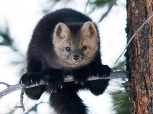 Новогодний подарок