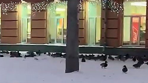 Великое нашествие уток в Сибирском регионе