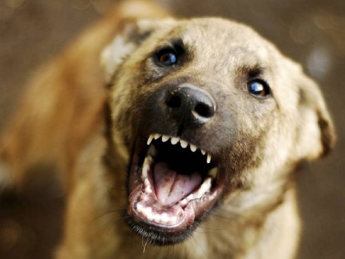 В Красноярском крае запретили охотникам отстреливать бродячих собак