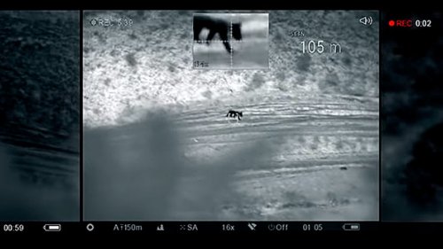 Охота на волка в Дагестане. Выстрел по волку с отвесной скалы.  Волк на дне ущелья