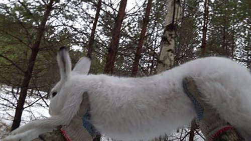 Интересный случай! Два гонных и один шумовой... #11