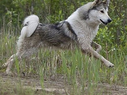 Последняя охота