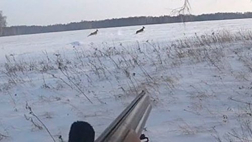 Охота на Сибирскую Косулю. Удача нам улыбнулась