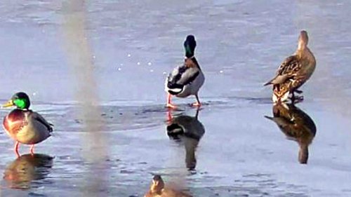 Утки кряквы зимой на озере