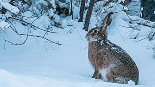 Охота на зайца. Мечты сбываются