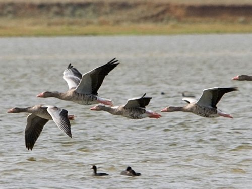 В Кургане проведут сбор данных о весеннем пролете гусей