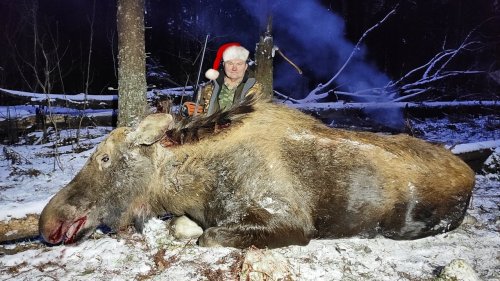 Охота на лося, закрытие сезона