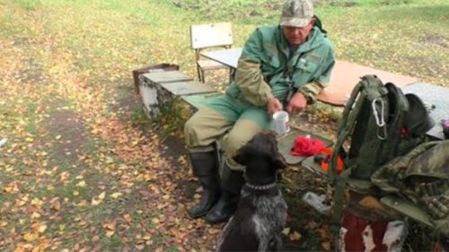 Ходовая охота с легавой