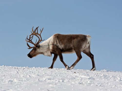 Работы по учету популяции дикого северного оленя начнутся в Красноярском крае в 2020 году