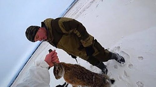 Как выследить зайца на охоте в зимний период. Лучшие моменты охоты на зайца 2020