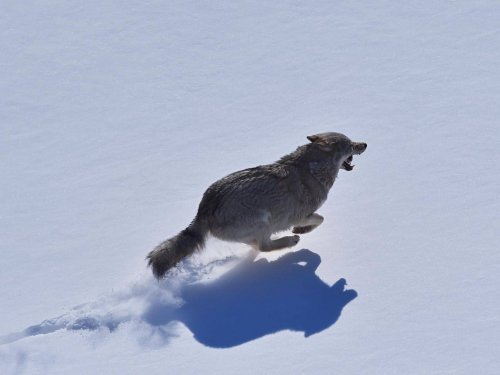 В Забайкалье хотят увеличить вознаграждение за убитого волка