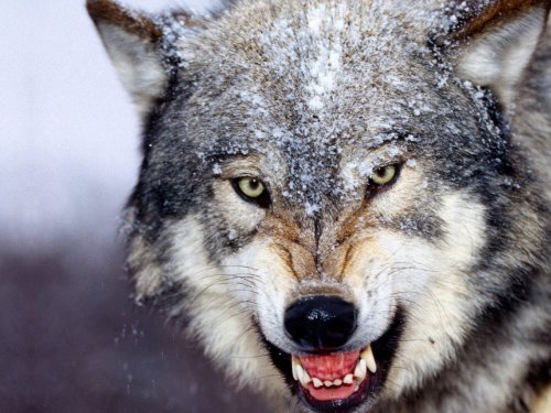 Численность волков в Омской области утроилась