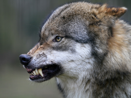 Волки начали выходить к людям в Иркутской области