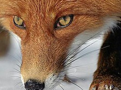 Отстрел лис проведут в лесах Тюменской области