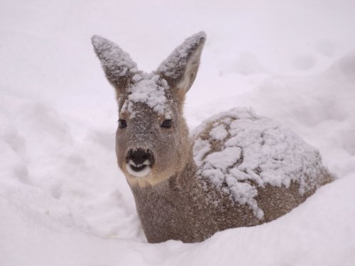 Давивший косуль снегоходом браконьер оказался росгвадейцем