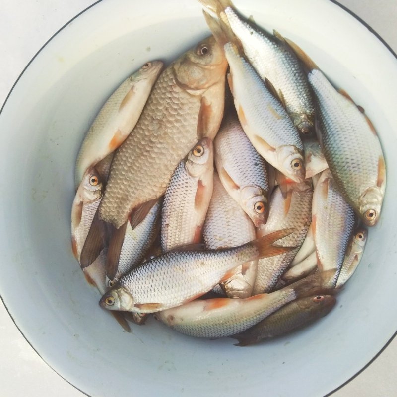 Сорожка рыба википедия фото