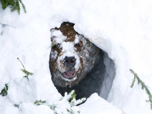 Выход медведей из спячки в Томской области ожидается раньше обычного