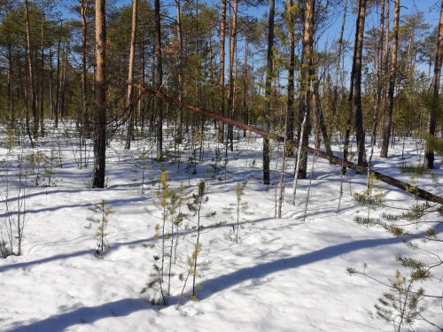 Поиск глухариного тока - шаги здоровья