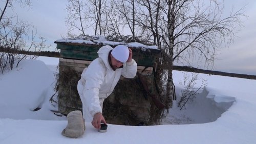 Охота на боровую дичь, глухари на болоте