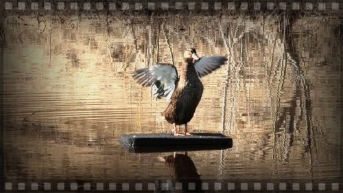 Плотик для подсадной утки, работает на любой глубине.