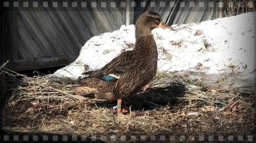 Весенняя охота на селезня и подготовка подсадной утки к ней.