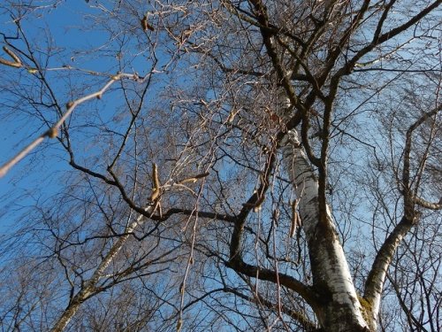 С колокольным звоном