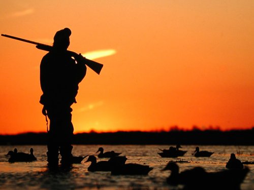 Охота по прописке: губернатор Югры ввела ограничения на охотничий сезон-2020