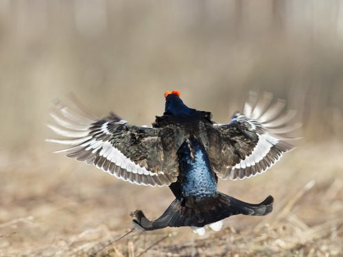 Нормы добычи пернатых на охоте в 2020 году установлены в Иркутской области