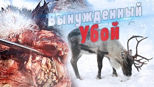 Вынужденный убой больного оленя в Якутии.
