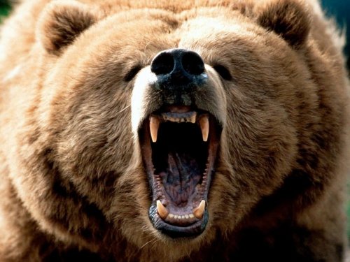 Охотники выслеживают медведя, который пришел в село Томского района