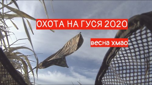 Охота на гуся 2020 весной в ХМАО. АНОМАЛЬНО НЕРЕАЛЬНАЯ ВЕСНА.