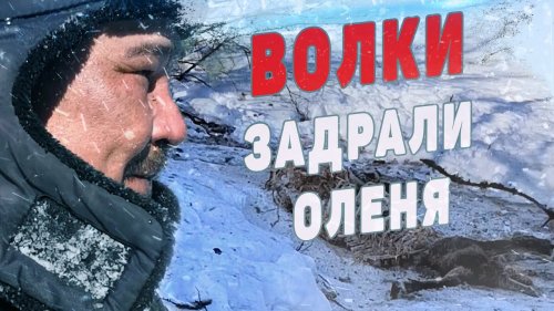 На защите стад. Будни волчатников. Охота на волков в Якутии.