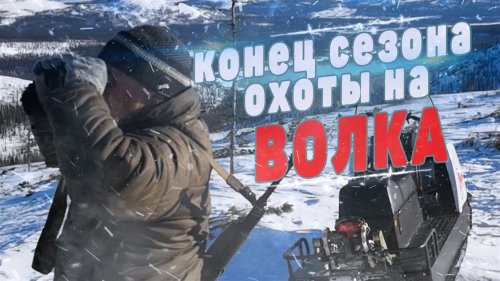 Конец сезона охоты на волка в Якутии.