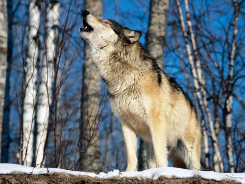 Волки подошли близко к трассе под Томском