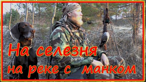 Весенняя "ходовая" охота на селезней с манком и чучелом