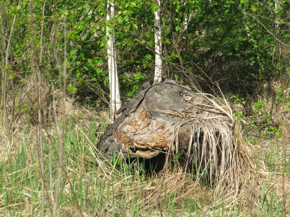 Морда зверя.