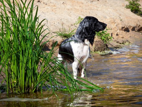 Лечение и профилактика пироплазмоза у охотничьих собак