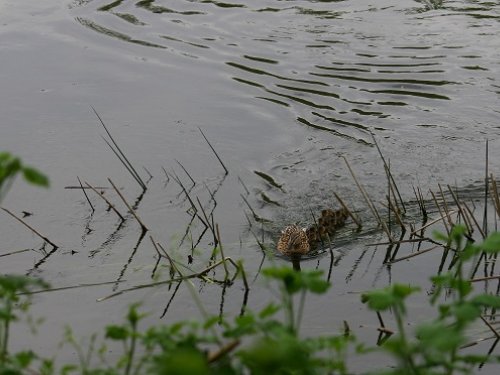 Босоногие дни