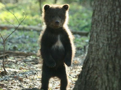 Медведи держат в страхе кузбасские города