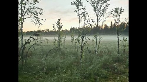 Охота на медведя. ХМАО июнь 2020 г.