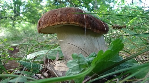Белые грибы.  Где  собирать грибы летом