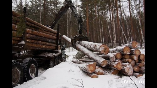 Лесорубы уничтожили весь путик