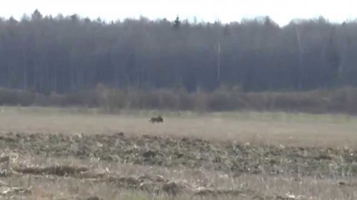 Волк тащит с хутора собаку