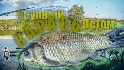 Поклёвка Крупного КАРАСЯ летом в жару +33