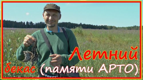 Открытие охоты в Беларуси - июльский бекас как он есть