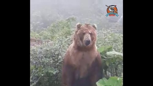 Гигантский бурый медведь